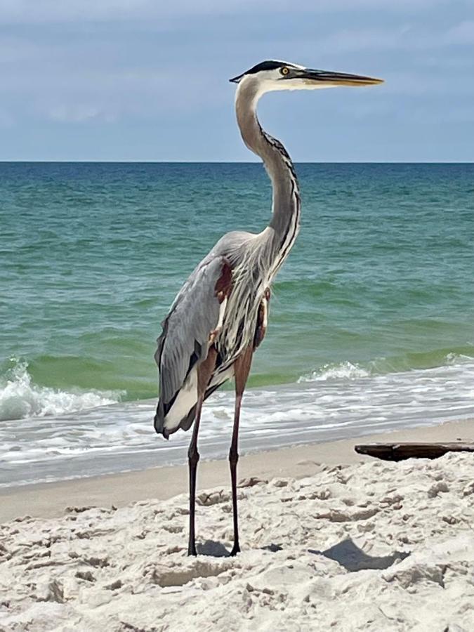 Shoalwater 704 Appartement Orange Beach Buitenkant foto